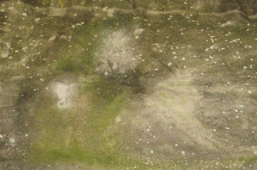 How To Clean Moss Off Outdoor Carpet? A Step-By-Step Guide